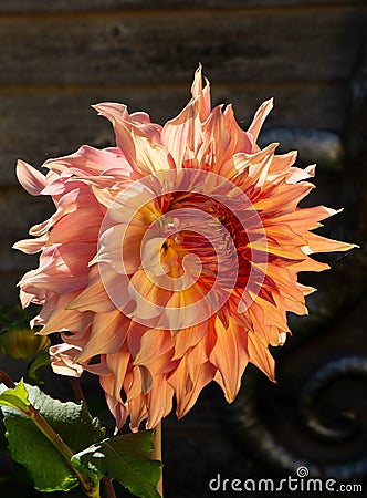 Dinner plate dahlia, penhill watermelon Stock Photo