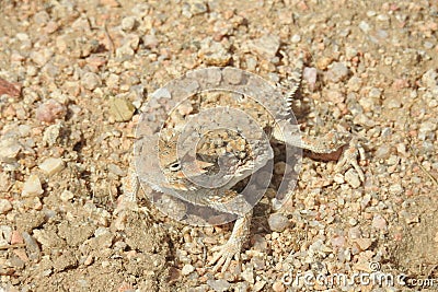 Dino of the desert, wildlife, reptiles, lizards Stock Photo