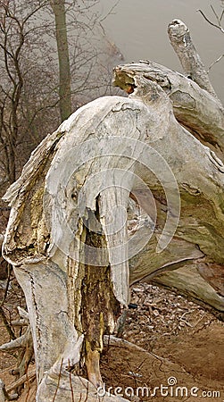 Dino tree. Stock Photo
