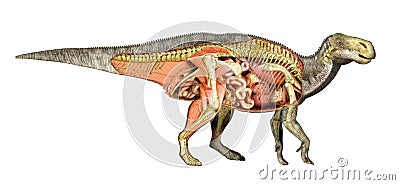 Dinosaur anatomy Iguanodon total cutaway, showing all internal organs. Stock Photo