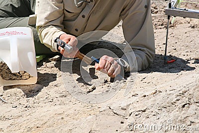 Dinosaur Dig Stock Photo