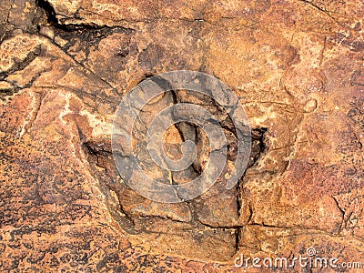 Dinosaur footprint Stock Photo