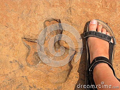 Dinosaur footprint Stock Photo
