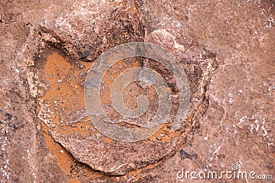 Dinosaur footprint Stock Photo