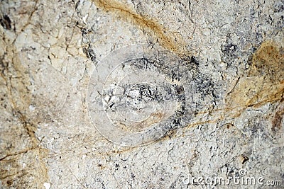 Dinosaur Footprint Fossil Stock Photo