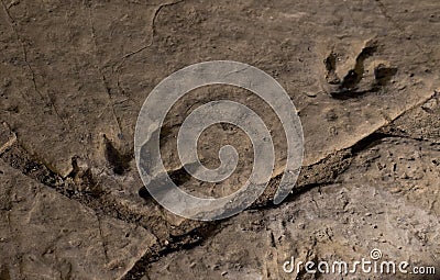 dinosaur footprint in Georgia Stock Photo