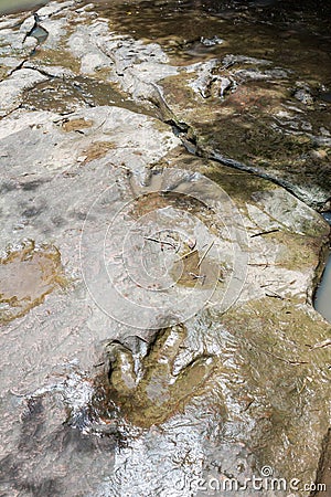 Dinosaur footprint Stock Photo