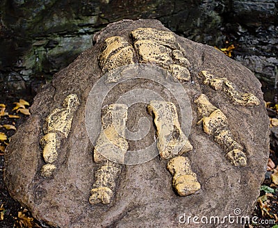 Dinosaur footprint Stock Photo