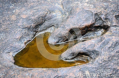 Dinosaur footprint Stock Photo