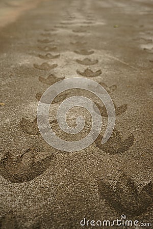 Dinosaur footprint Stock Photo