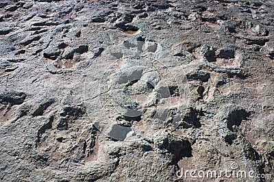 Dinosaur Footprints Stock Photo