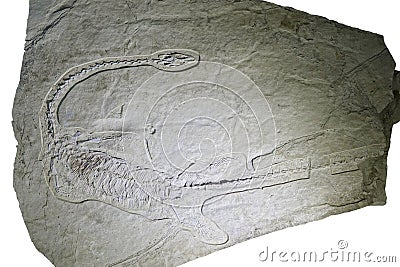 Dinosaur fossil Editorial Stock Photo