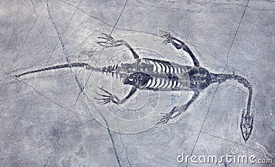 Dinosaur fossil Stock Photo