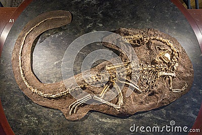 Dinosaur fossil display at the, Natural History Museum, London Editorial Stock Photo