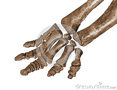 Dinosaur fossil foot bones isolated Stock Photo