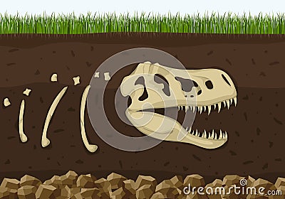 Dinosaur fossil skeleton in soil layers, Dinosaurs reptile skull . Archeology buried bones, ancient extinct prehistory Vector Illustration