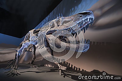 Dinosaur Fossils Stock Photo