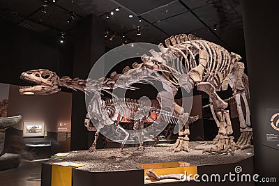 Dinosaur Fossils Editorial Stock Photo