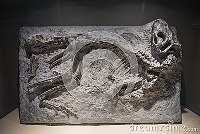 Dinosaur Fossils Editorial Stock Photo