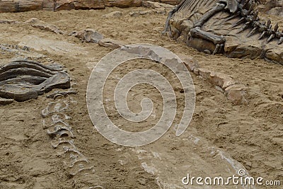 Dinosaur fossils simulated in the sand Stock Photo