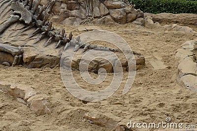 Dinosaur fossils simulated in the sand Stock Photo