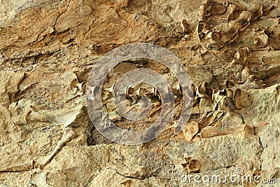 Dinosaur Vertebrae and Bones at the Fossil Bone Quarry Site, Dinosaur National Monument, Utah Stock Photo