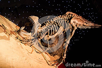 Dinosaur Stock Photo