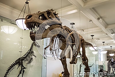 Dinosaur skeleton armature t rex bones carnivore huge teeth Editorial Stock Photo