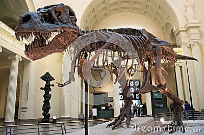 Dinosaur skeleton Editorial Stock Photo