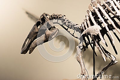 Dinosaur skeleton Editorial Stock Photo