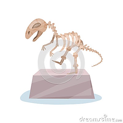 Dinosaur skeleton on gray stand. Ancient museum exhibit. Bones of prehistoric reptile. Flat vector for advertising Vector Illustration