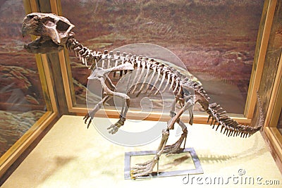The dinosaur skeleton Editorial Stock Photo