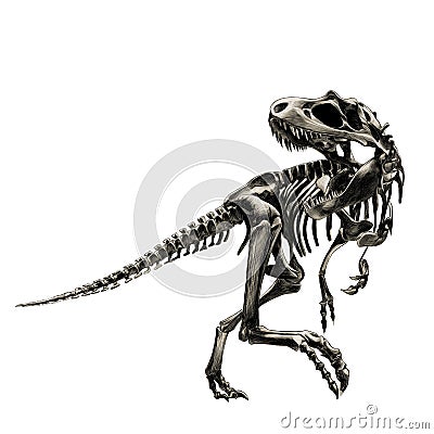 Dinosaur skeleton Tyrannosaurus Vector Illustration