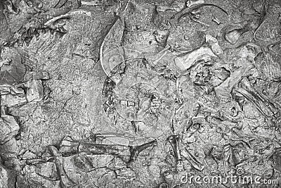 Dinosaur skeletons in Dinosaur National Monument, Utah, USA Editorial Stock Photo