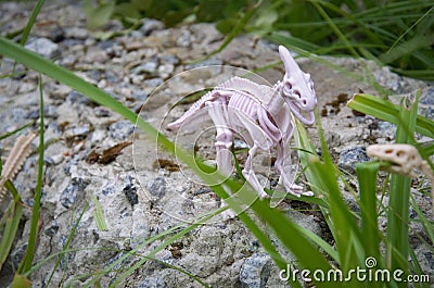 dinosaur skeletons toys stand on a rock in the grass, game Stock Photo
