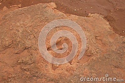 Dinosaur Tracks Stock Photo