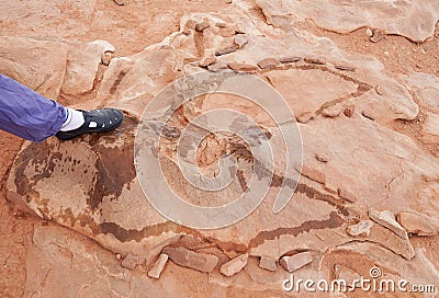 Dinosaur tracks usa Stock Photo