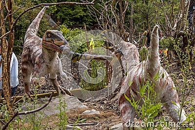 Dinosaurs fighting for some food Editorial Stock Photo