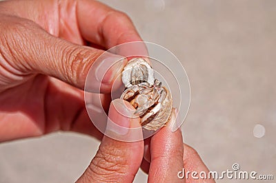 Diogenes-crab (hermit crab, pagurian, soldier crab) Stock Photo