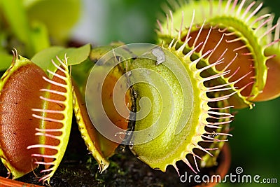 Dionaea muscipula , known as flytrap, in closeup, Stock Photo