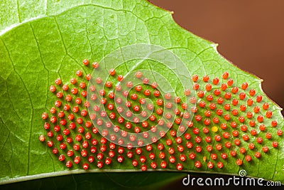 Dione juno caterpillar butterfly eggs on passionfruit leaf - high magnification Stock Photo