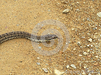 Steppe ratsnake Elaphe dione Dione snake closeup Stock Photo
