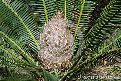 Dioon edule male (Mexican Double Palm Fern). Stock Photo