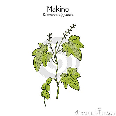 Dioscorea nipponica Makino, medicinal plant Vector Illustration