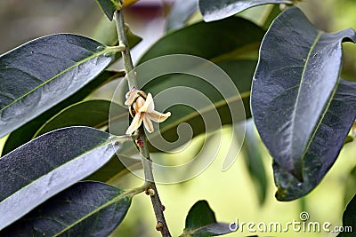 Diospyros curtisi, fragrance flower tree Stock Photo