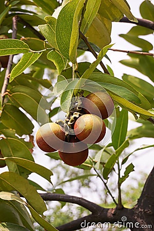Diospyros malabarica fruit Stock Photo