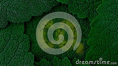 Dioxyde de carbone Absorbez le CO2 Fond vert-foncé de lames fermez-vous vers le haut de 4k clips vidéos Dioxyde de carbone Absorbez le CO2 Fond vert-foncé de lames fermez-vous vers le haut de 4k clips vidéos