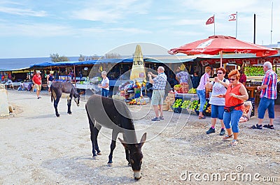 Dipkarpaz, Karpas Peninsula, Northern Cyprus - Oct 3rd 2018: Several older tourists taking pictures of wild donkeys with phones Editorial Stock Photo