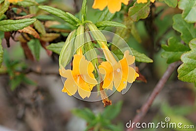 Diplacus aurantiacus, Orange bush monkey-flower Stock Photo