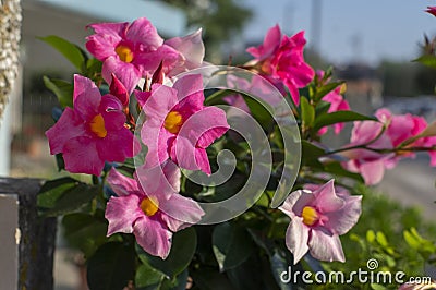 Dipladenia mandevilla pink flower in bloom, rocktrumpet ornamental tropical flowering plant Stock Photo